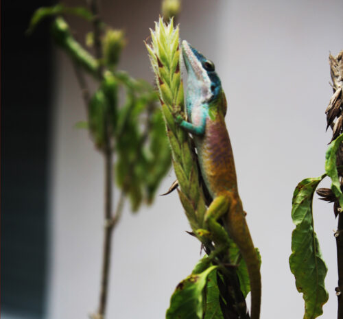 Cerebro Reptiliano – Resistencia y Reproduccción Como Objetivo